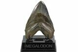Fossil Megalodon Tooth - South Carolina #124545-2